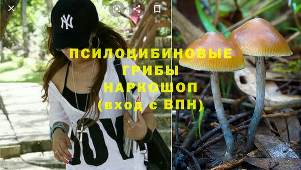 гашик Алексин